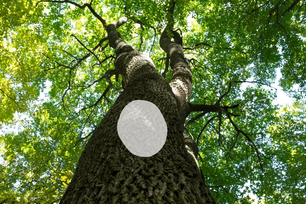White Dot On A Tree