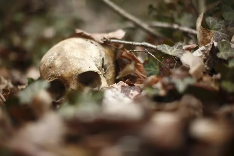 Human skull laying in the leaves in the forest