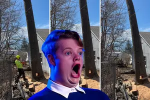I Am Still Recovering From This Mind-Blowing Tree-Cutting Video