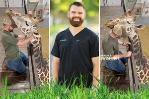 Hug It Out: Giraffe Snuggles With Chiropractor After Most Adorable...