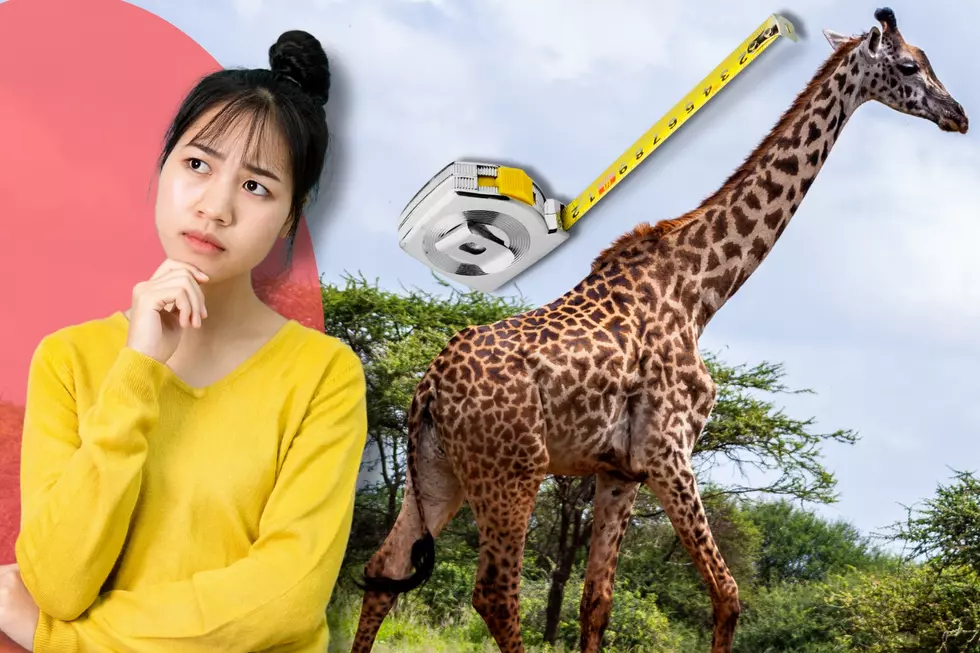 Why Do Giraffes Have Long Necks? Answers to 25 Animal Mysteries