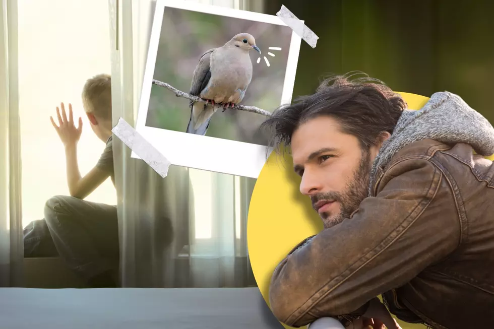 Why Does This Bird&#8217;s Call Make People Nostalgic for Their Childhood?