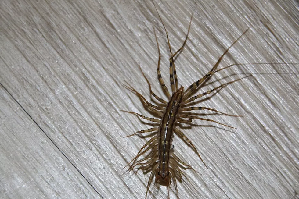 House Centipede