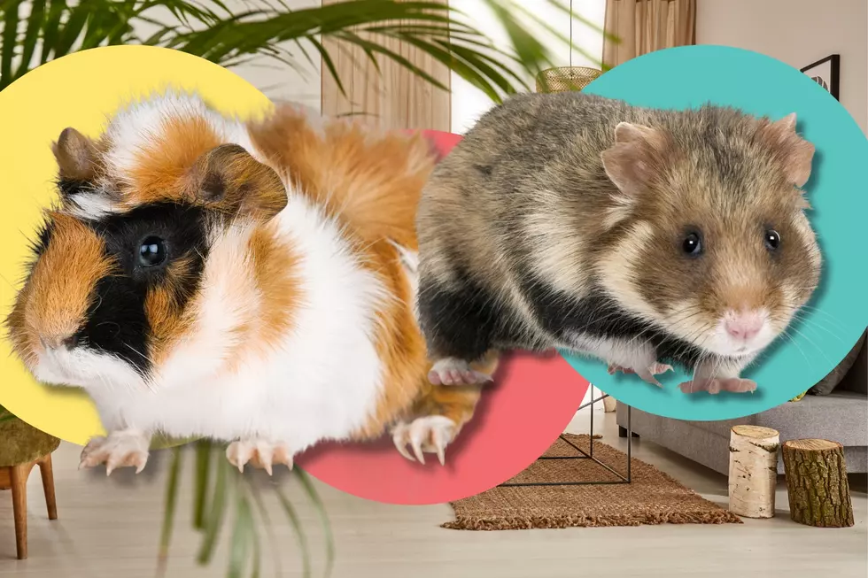 Can You Identify These Popular Family Pets? It’s Harder Than You Think