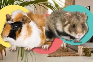 Can You Identify These Popular Family Pets? It’s Harder Than...