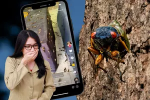 Watch the Cicada Chaos As Trillions of Insects Emerge from their...