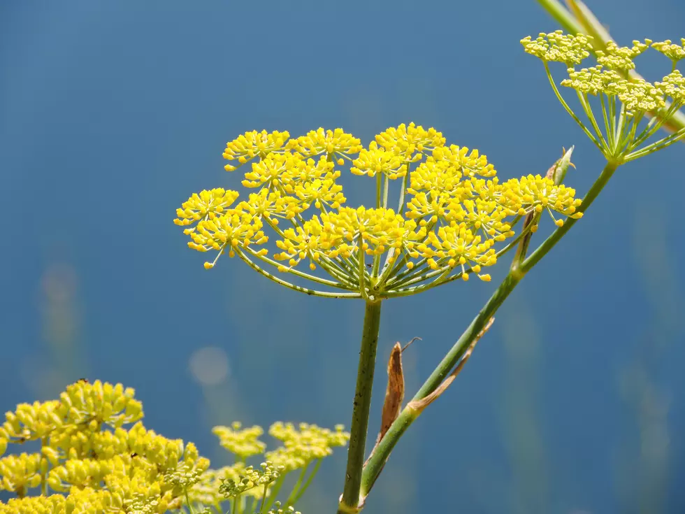 Yellow Parsnip Flowers