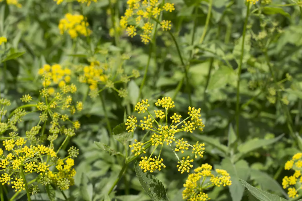 Wild Parsnip Plants