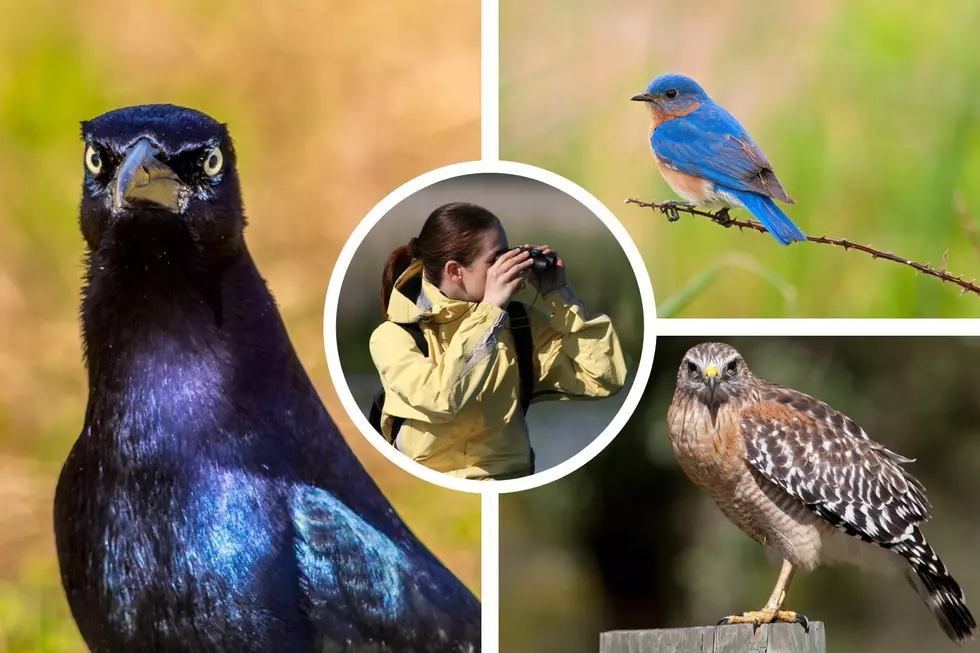 These Are the Most Commonly Seen Birds in Texas