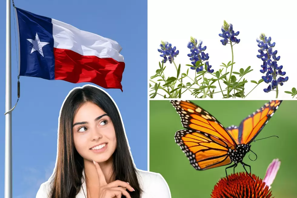 Do You Know Texas’s Official State Symbols? Test Your Knowledge