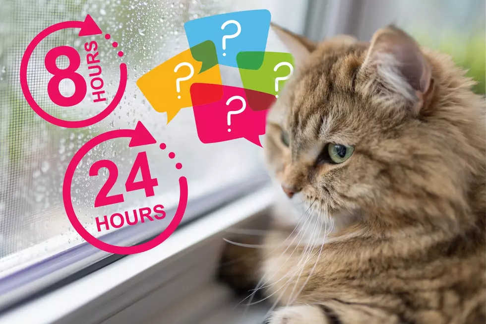 How Long Can Your Cat Be Left Home Alone? 