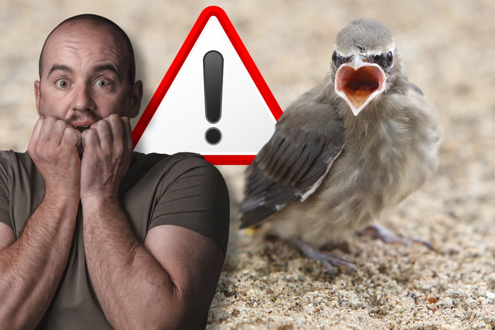 CAUTION: Think Twice Before Trying to Save That ‘Injured’ Baby Bird