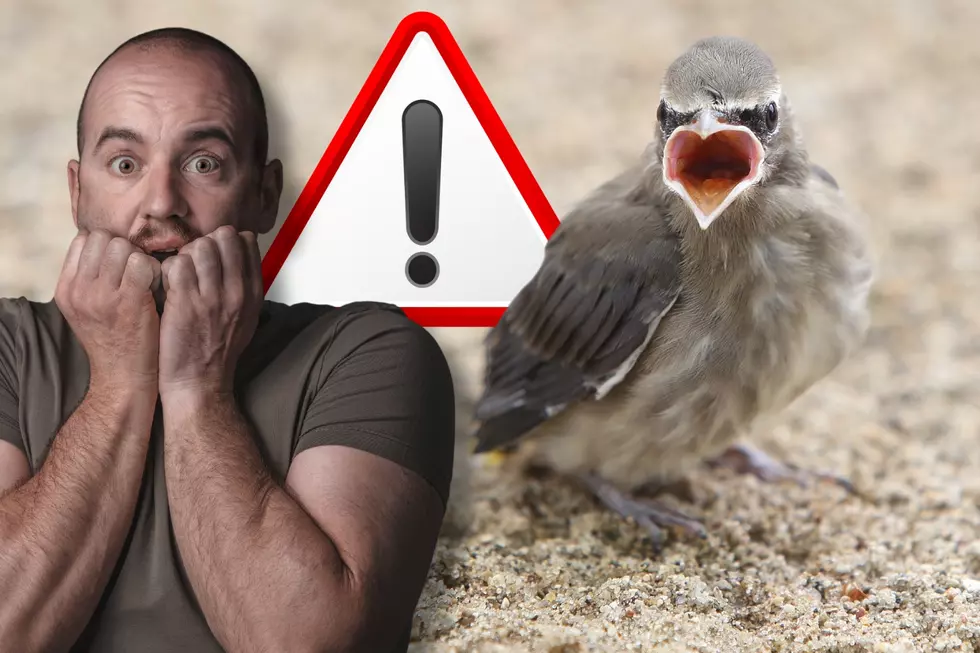 CAUTION: Think Twice Before 'Rescuing' That 'Injured' Baby Bird