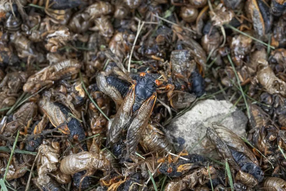 20 Jarring Photos Showing Massive Cicada Pile in Residential Neighborhood