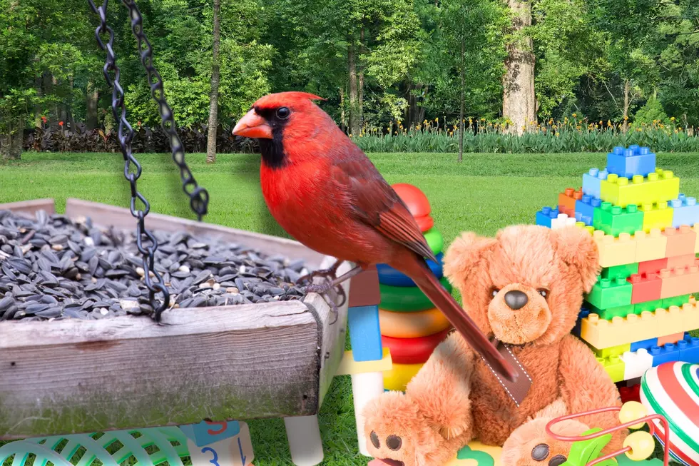 Why People Are Putting This Classic Toy on Their Bird Feeders
