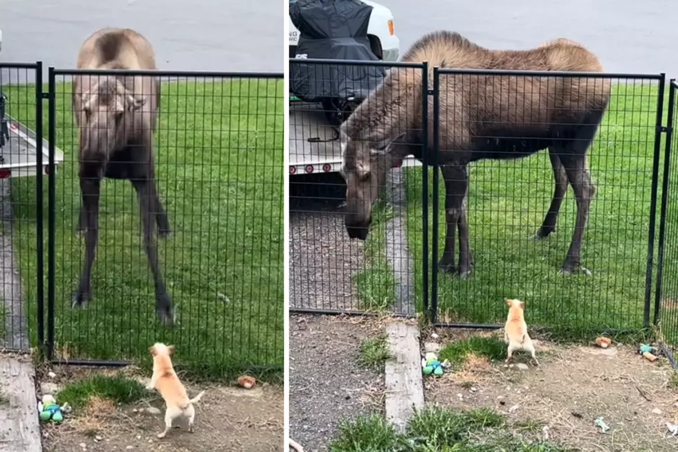Viral Moose, Chihuahua Encounter is the Love Story We Need This Summer