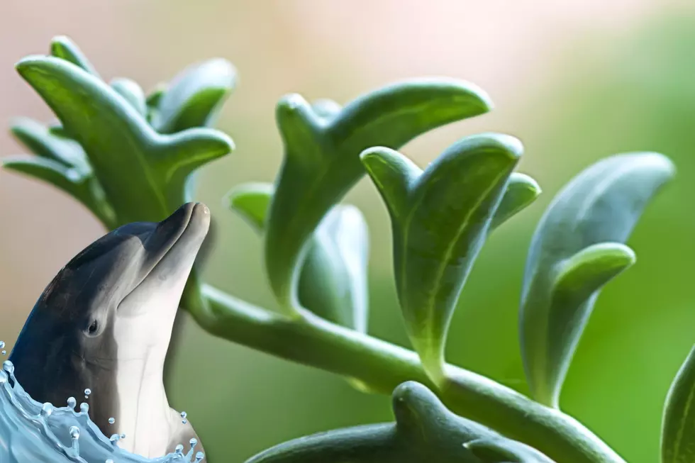Enchanting Dolphin-Shaped Houseplant Will Make Waves in Your Living Room