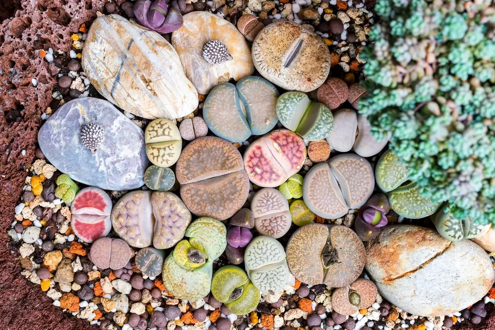 Lithops Succulent Looks Like Pebbles