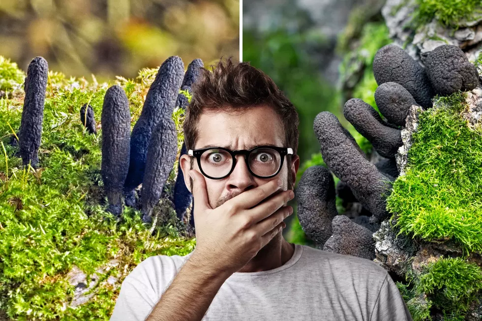 The Dead Man&#8217;s Fingers Fungus Is as Grotesque as It Sounds