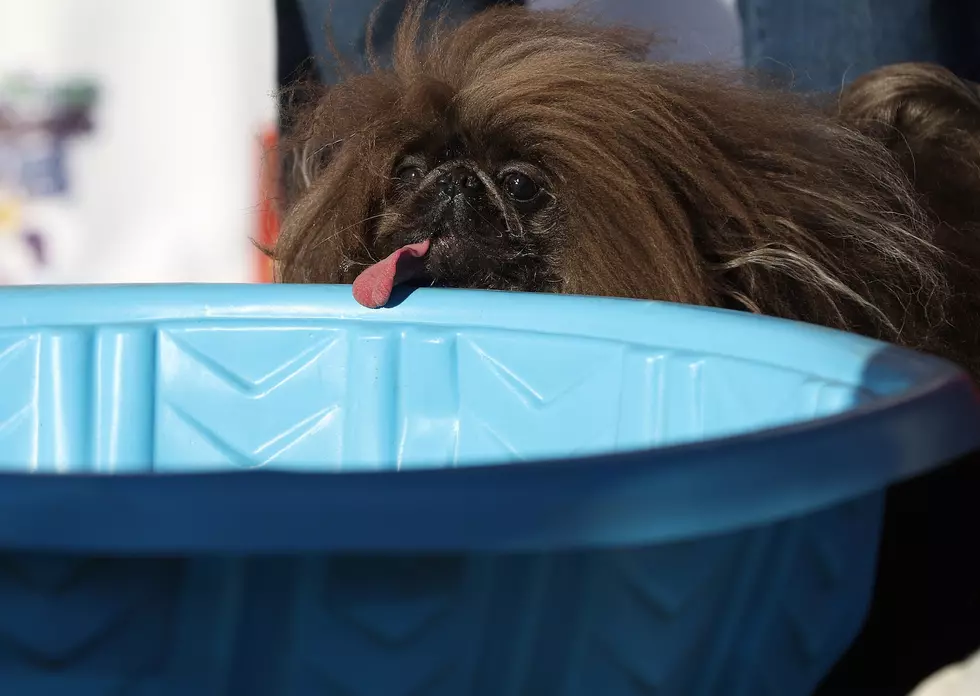 15 Beautiful Photos of The World’s Ugliest Dogs