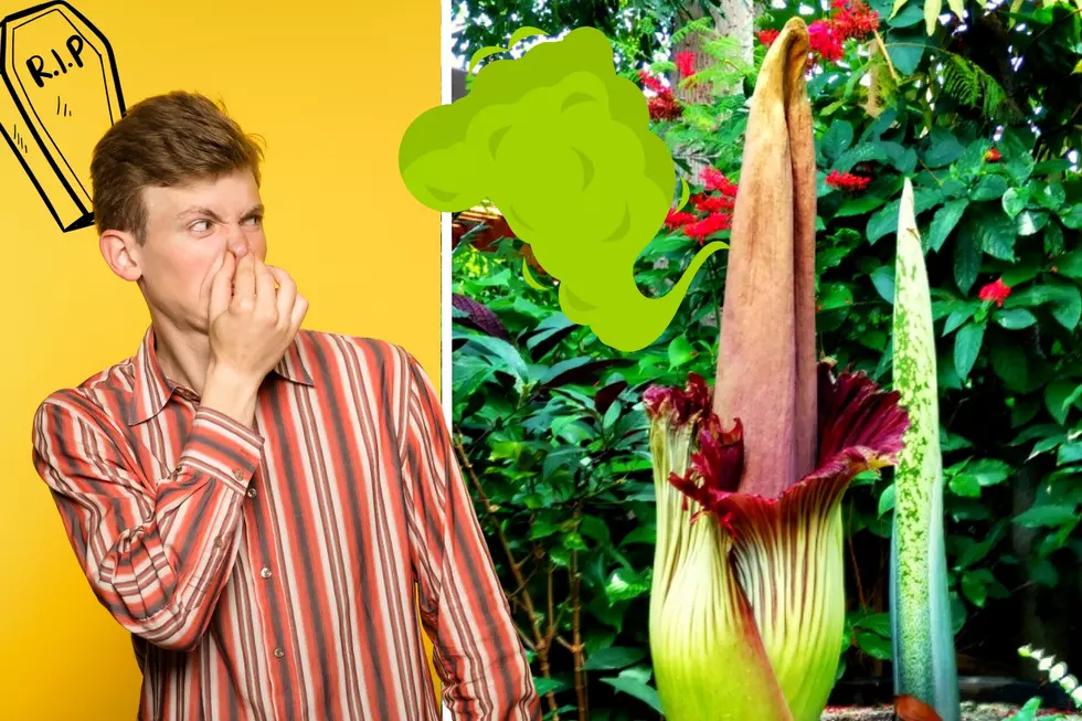 What Is a 'Corpse Flower' + Why Is It Going Viral Right Now?