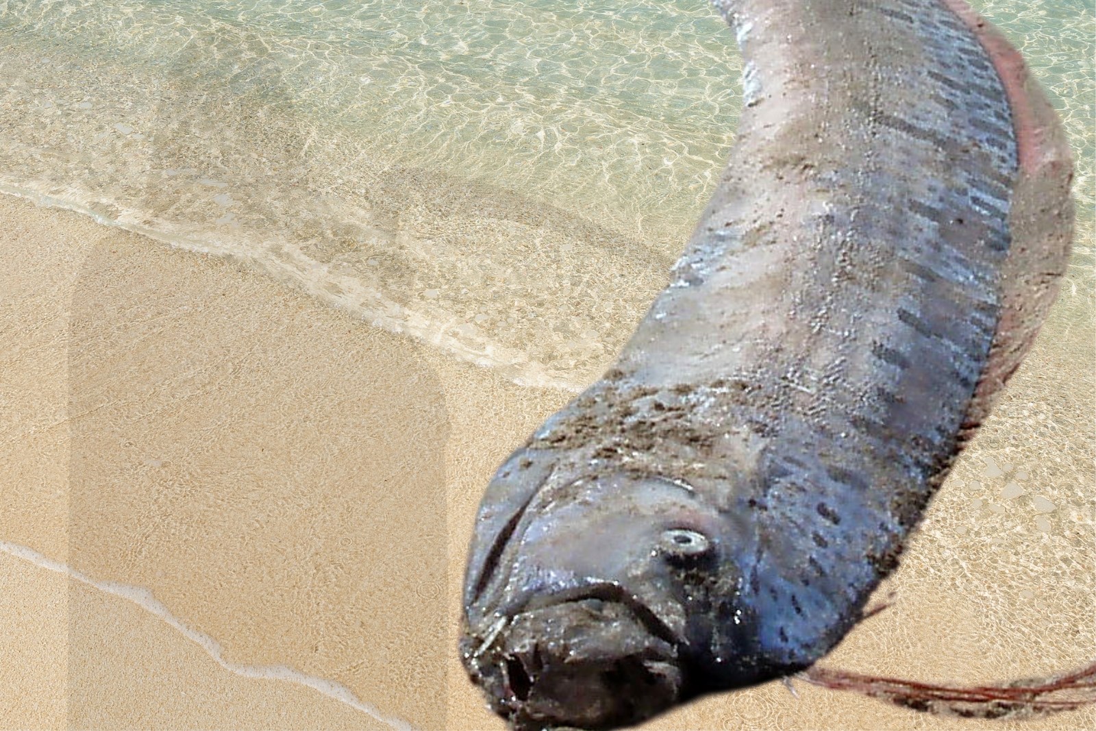 Doomsday Fish Found in California; Here's Why People Are Worried