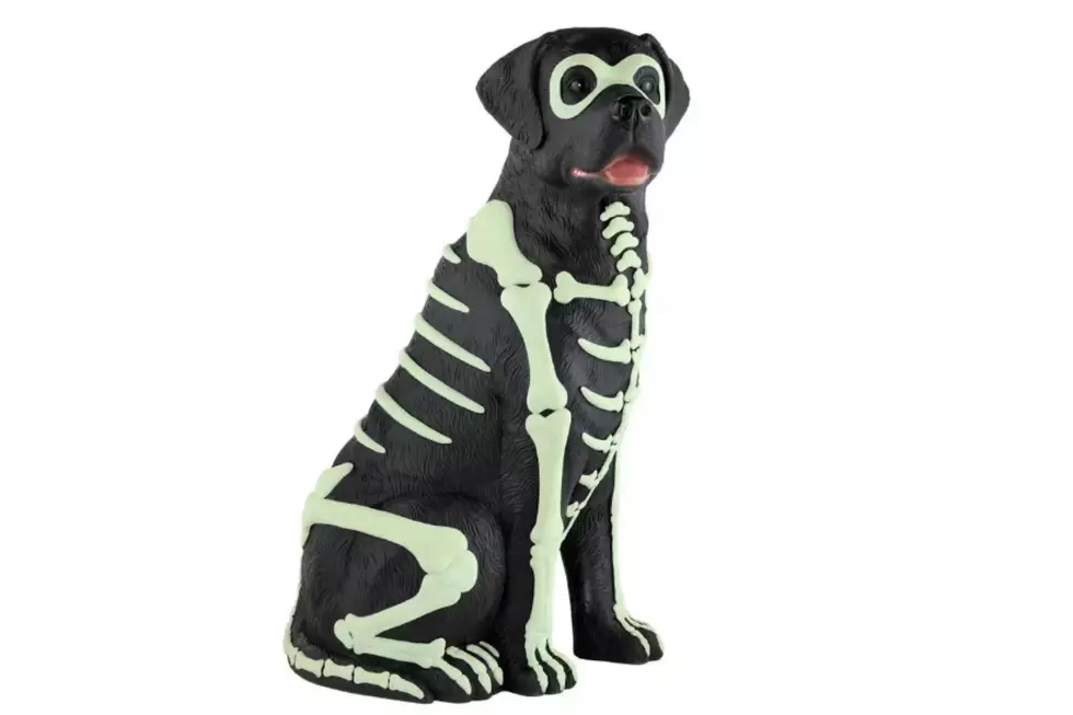 black dog halloween decoration skeleton