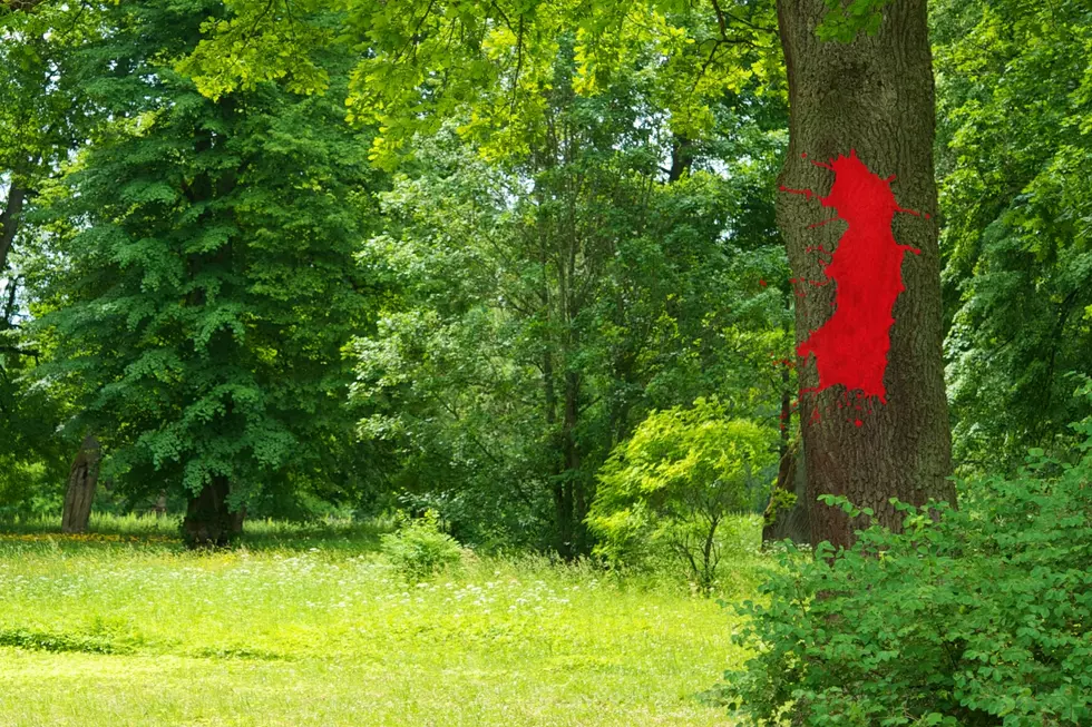 Red paint on a tree trunk