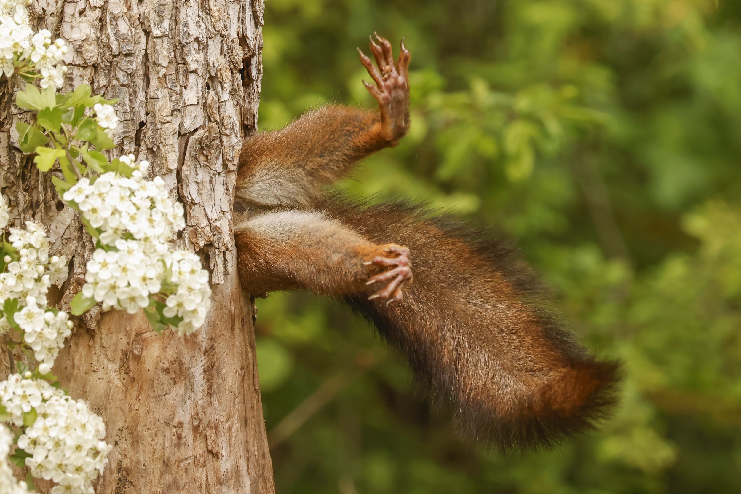 Caught on Camera The Wildest and Funniest Animal Photos of 2025 DRGNews