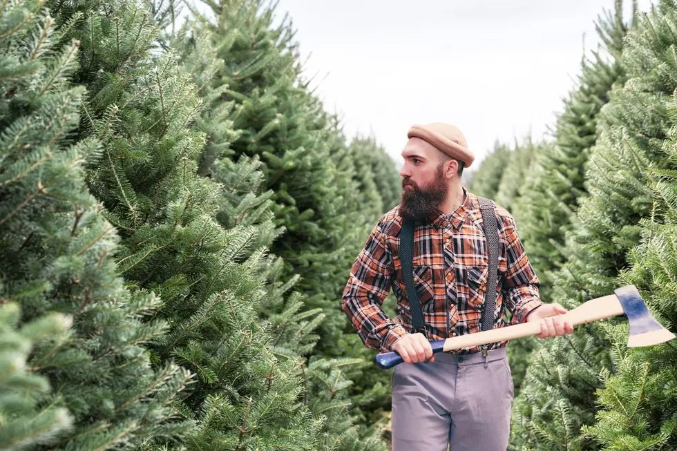 Worker at a Christmas Tree Farm