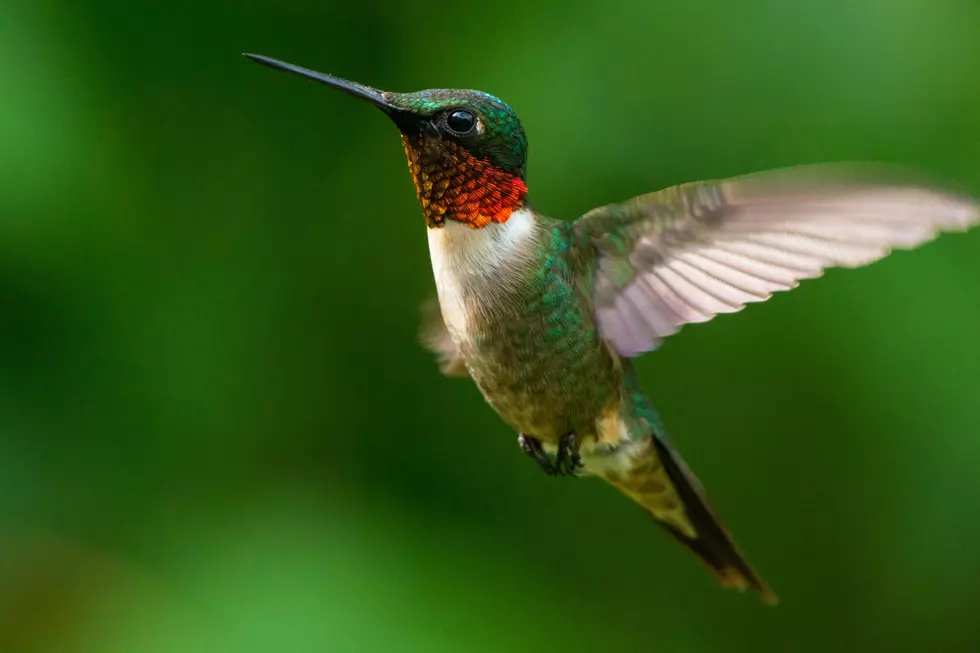 Hummingbird in flight