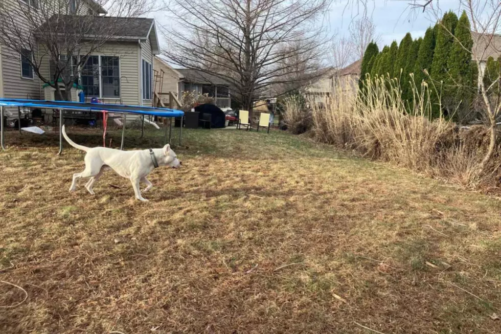 Dog in a Sniffspot yard