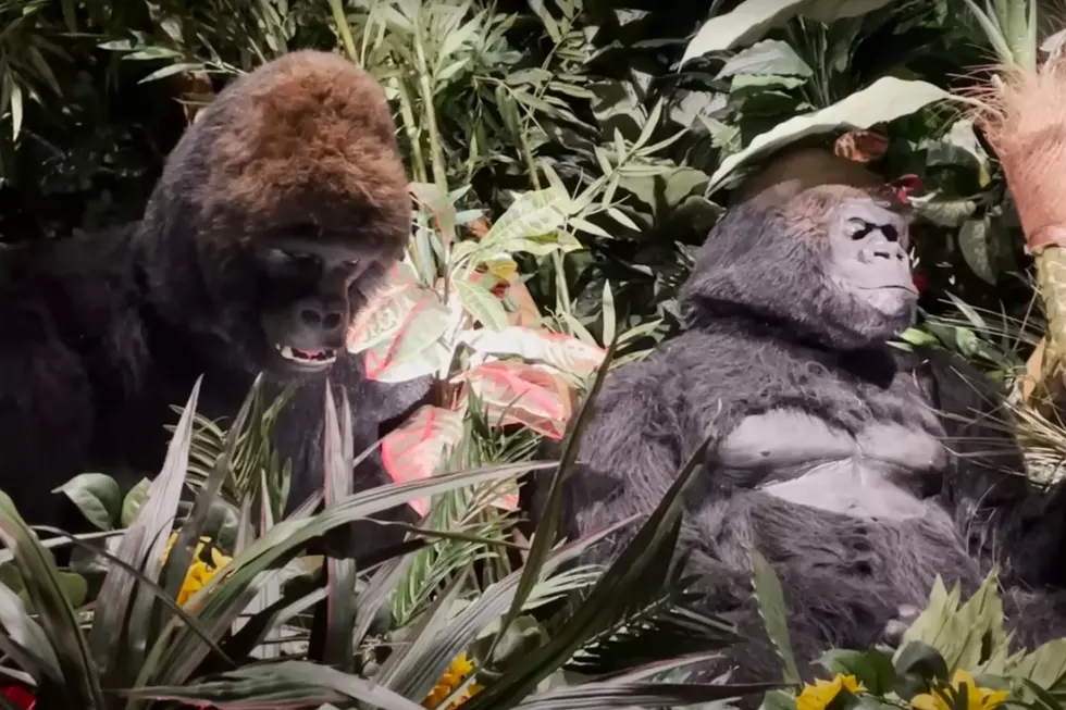 Gorilla in Rainforest Cafe