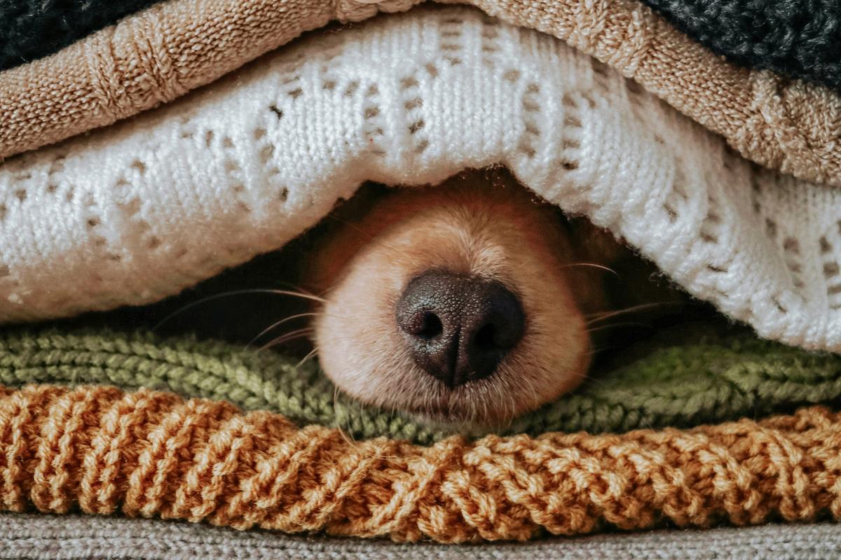 23 Cute Dogs in Fall Outfits (Photo Gallery) - 101.9 The Bull