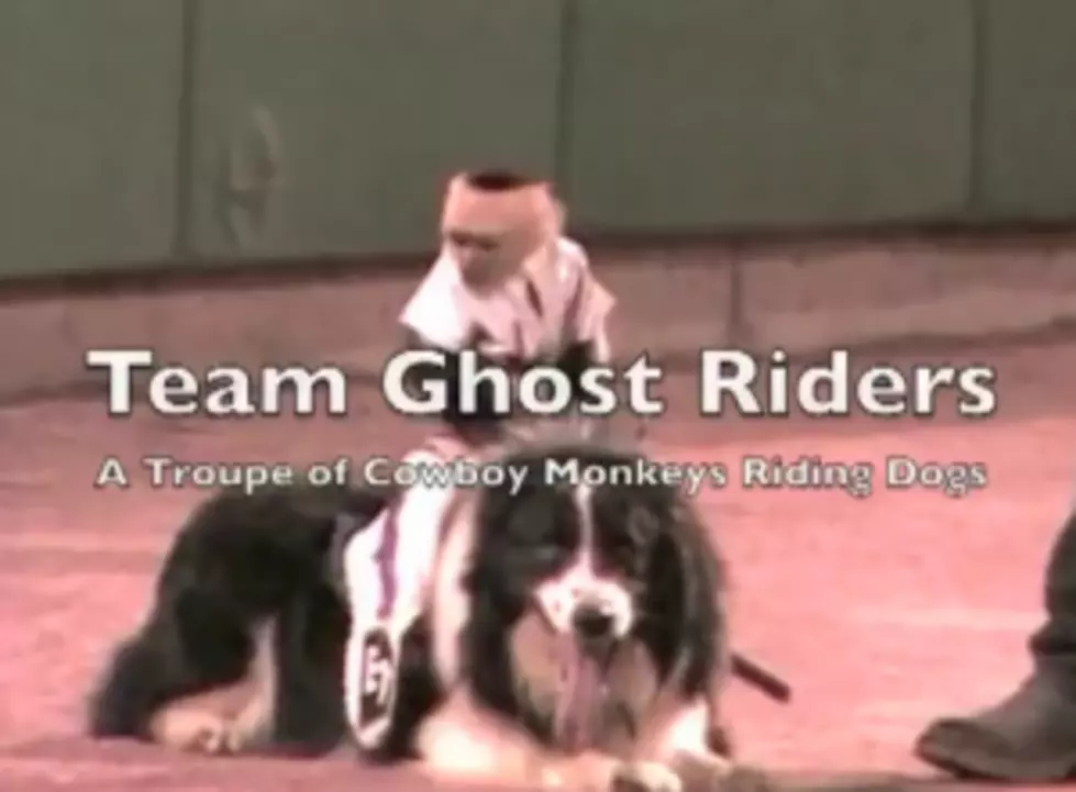 Team Of Monkeys That Ride Border Collies [Video]