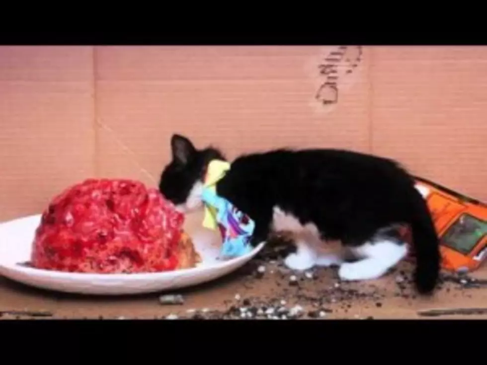 Cute Little Zombie Kittens Eat Brains! [Video]