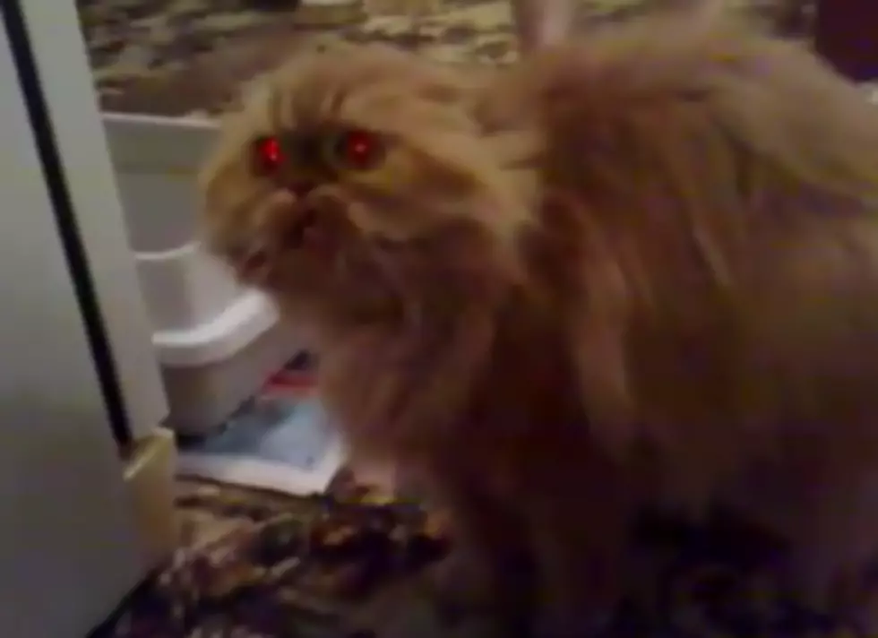 Possessed Devil Cat! [Video]