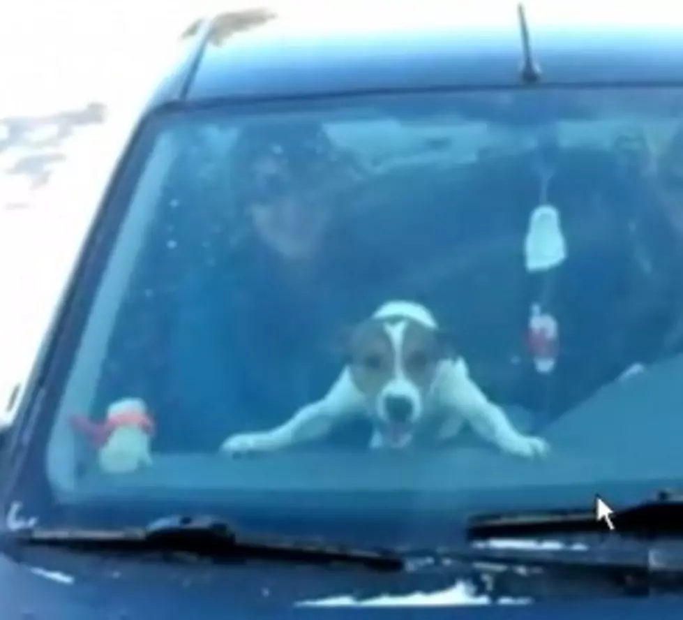 Dog Attacks Windshield Wipers! [Video]