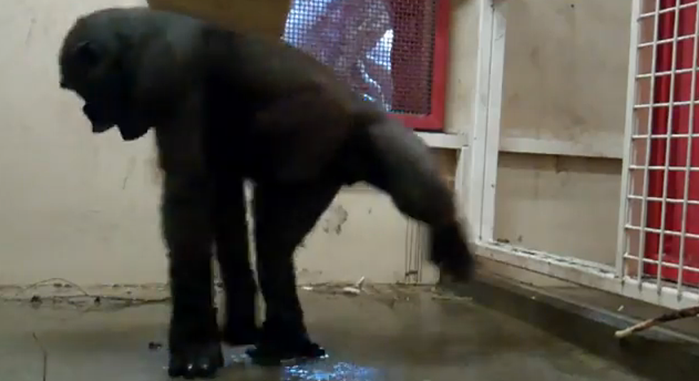 Hilarious Breakdancing Gorilla At Calgary Zoo [Video]