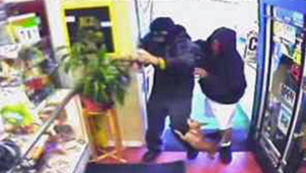 Chihuahua Scares Off Armed Robbers [Video]