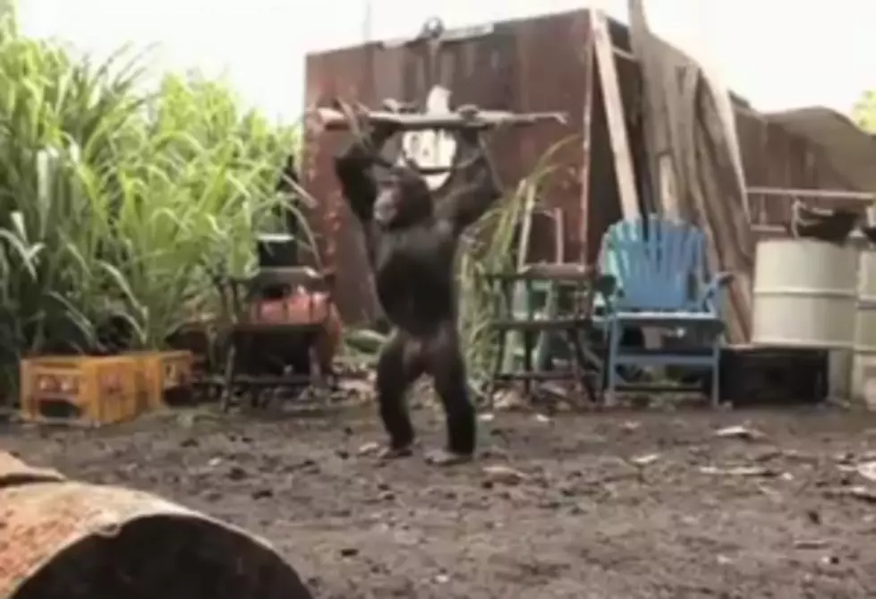 Ape With A Machine Gun [Video]