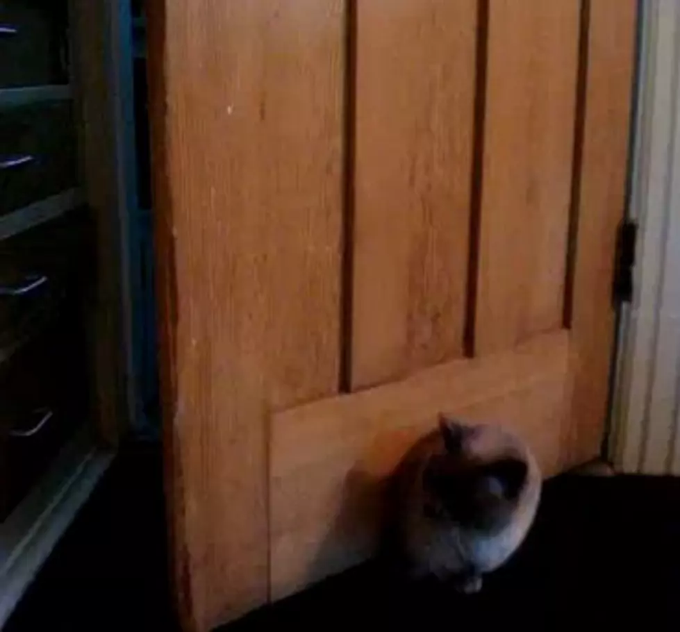 Fat Cat Tries To Enter Through Small Hole In Door! [Video]