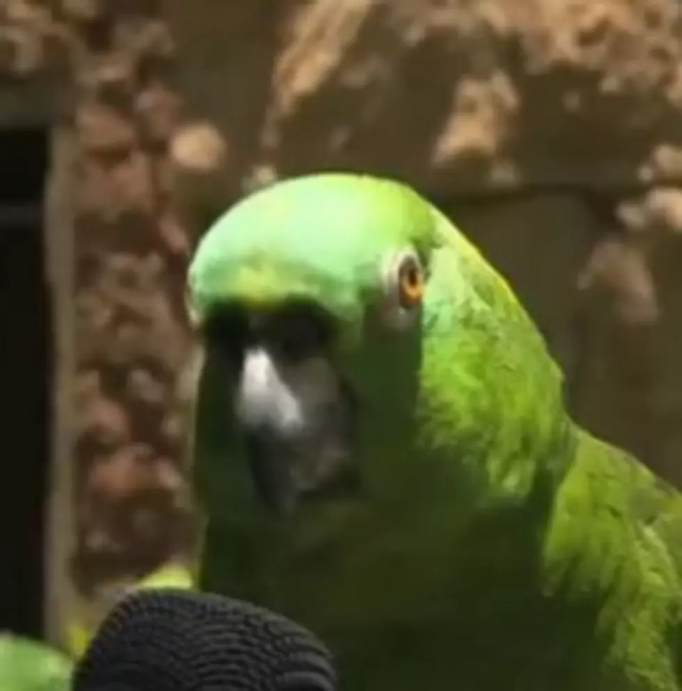 This Parrot Can Sing 7 Songs![Video]