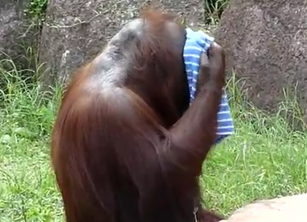 Orangutan Cools Off Like A Human [Video]
