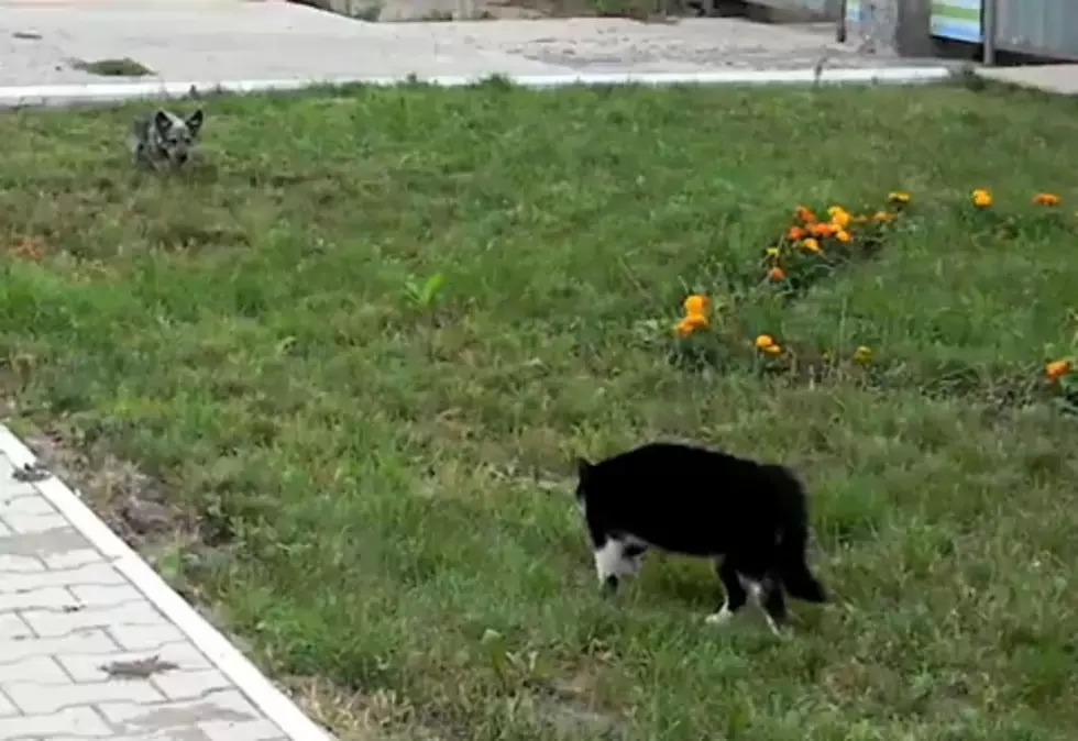 Vicious Dog Vs. Cat Staredown With Music Provided By Ennio Morricone [Video]