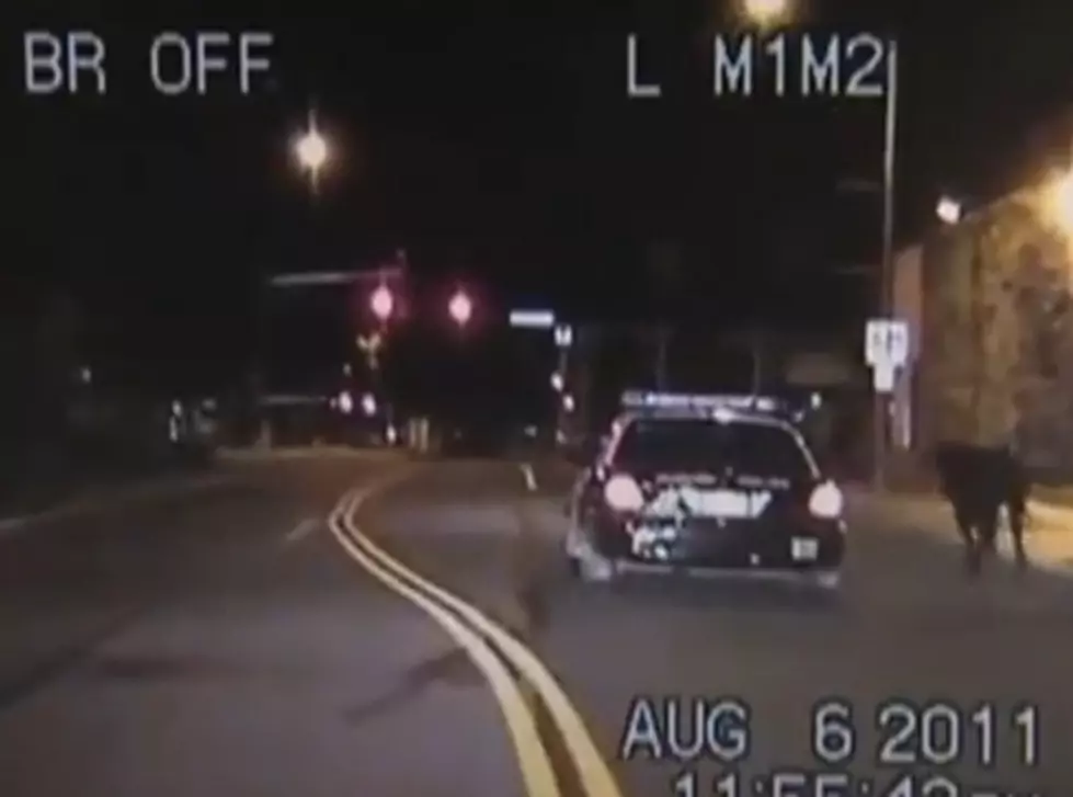 Cowboy Police Officers Lasso Bull From Their Squad Car [Video]