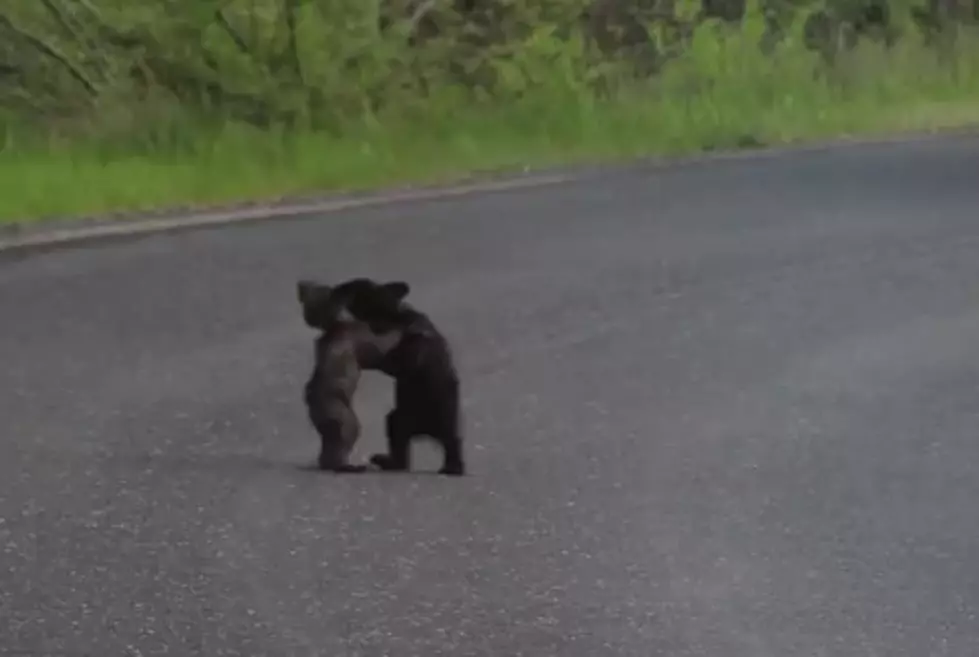 Two Bear Cubs Play Fight In Yosemite National Park [Video]