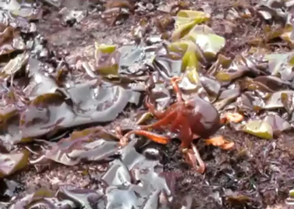 Small Octopus Walks On Land [Video]