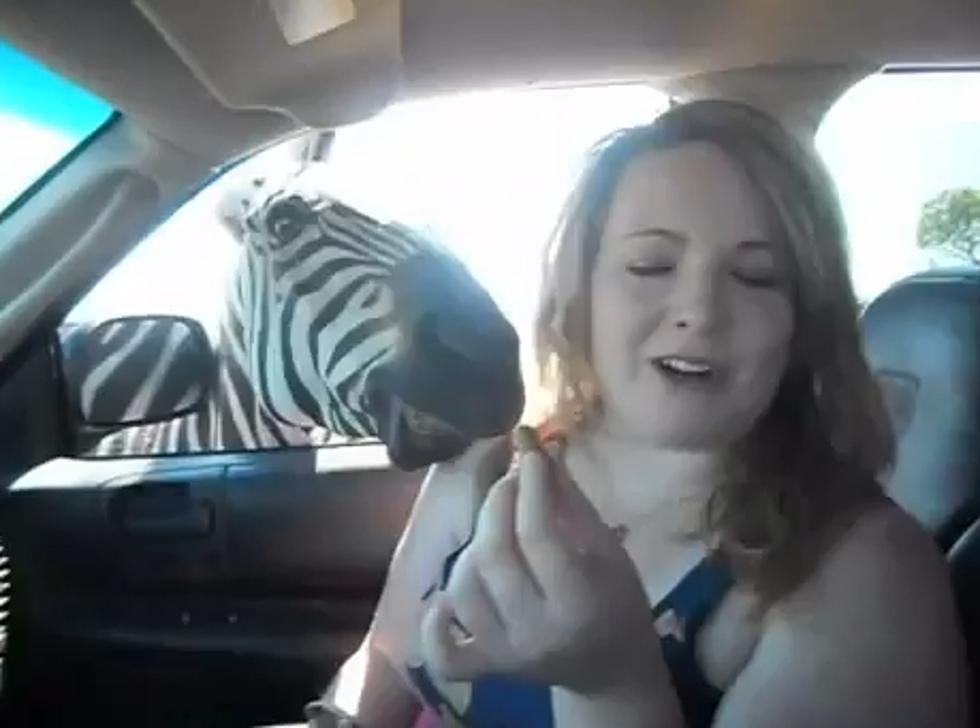 An Episode Of ‘When Zebras Attack’ [Video]