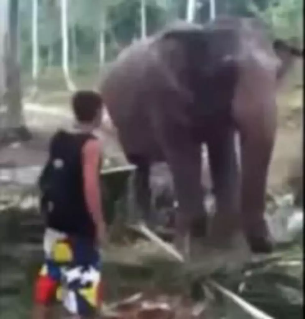 This Is Why You Don’t Mess With Elephants [Video]